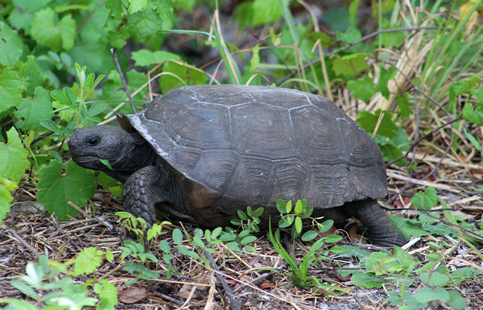 A gopher tortoise at Halpatiokee Regional Park