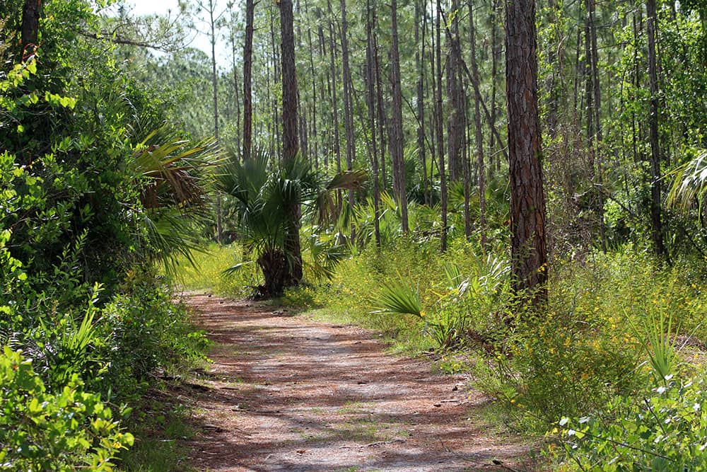A trail at Halpatiokee Regional Park