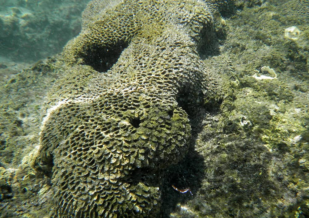 The reef system at Bathtub Beach