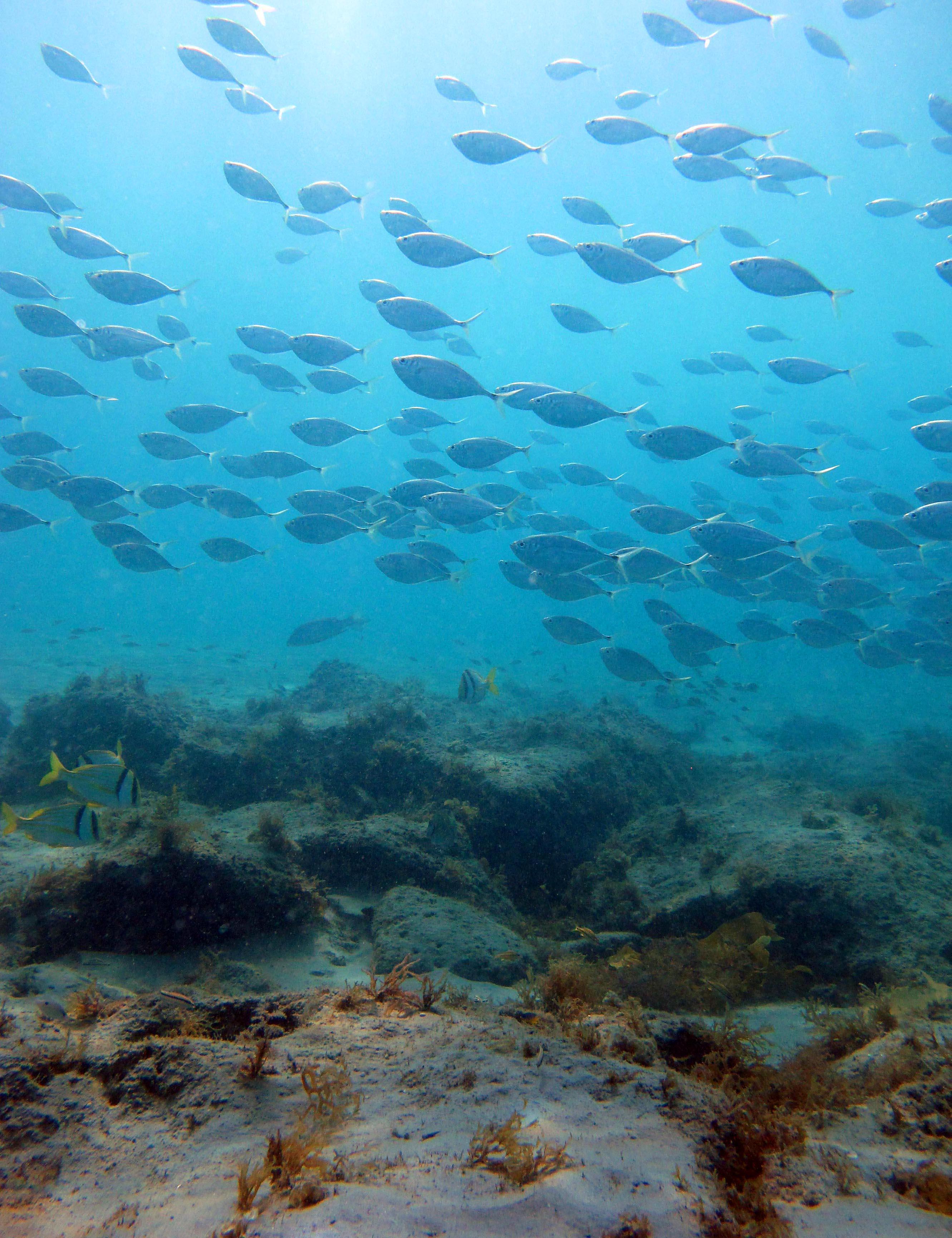 A school of fish above a coral reef