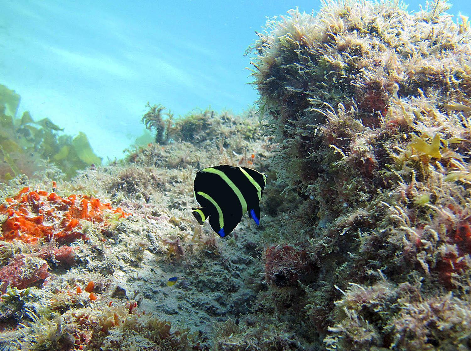A fish swimming around a coral reef