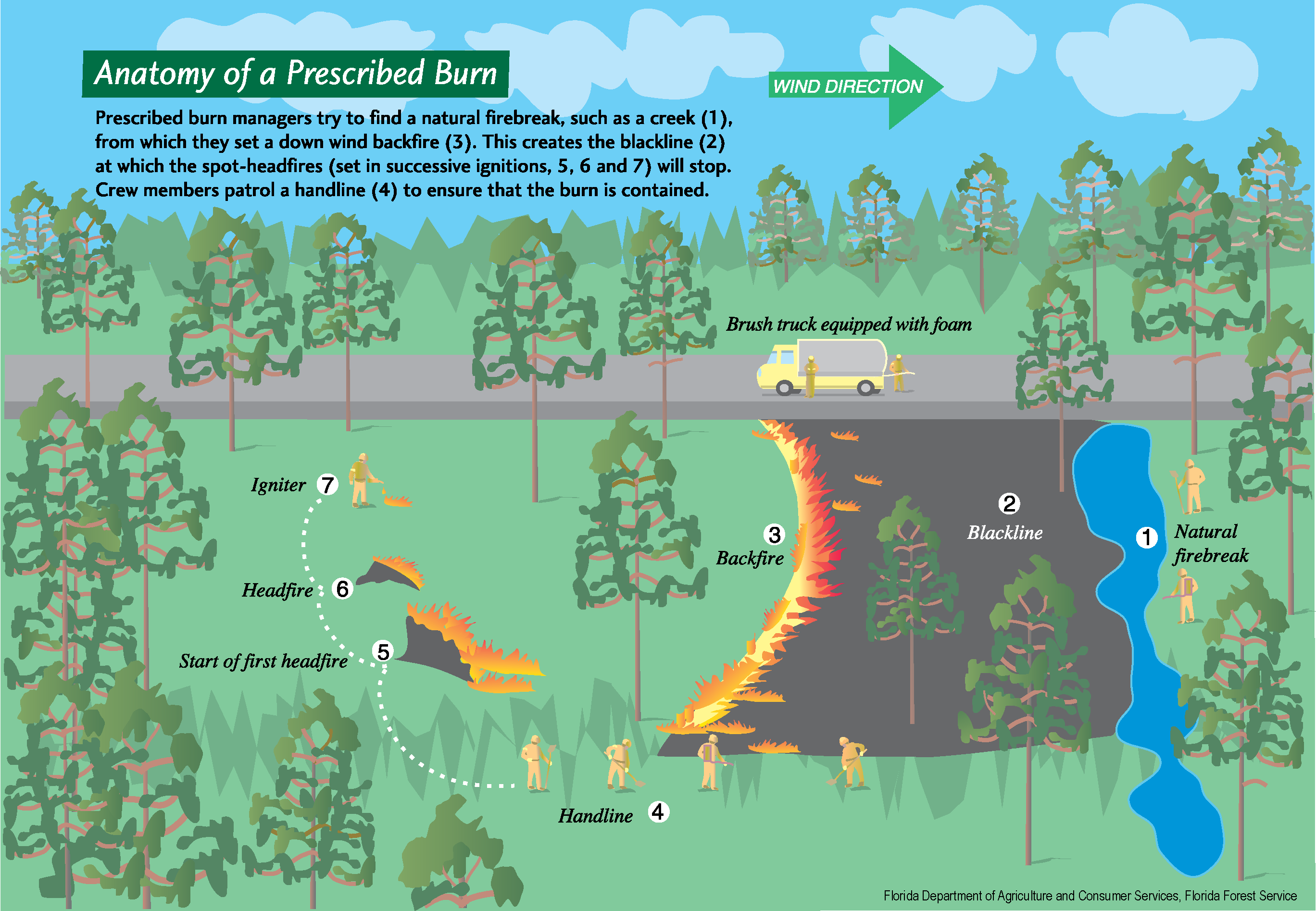 An illustration depicting the anatomy of a prescribed burn