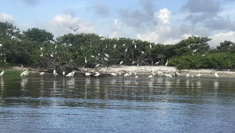 Birds congregating on bird island 