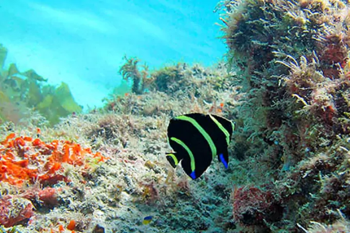 An angel fish swimming on a coral reef
