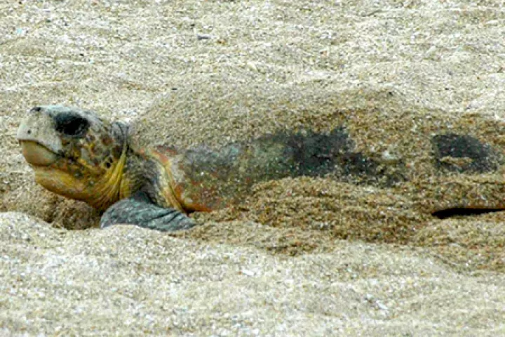 A loggerhead turtle building a nest in the sand