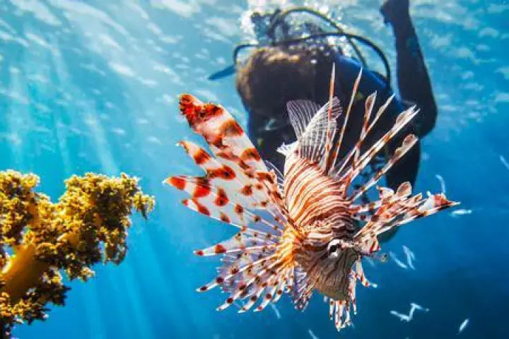 A diver and a lionfish