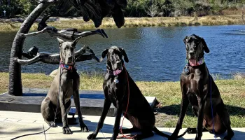 Three Great Danes pose beside the bronze sculpture “It Was a Windy Day They Would Never Forget” at The Patio at Palm City Place