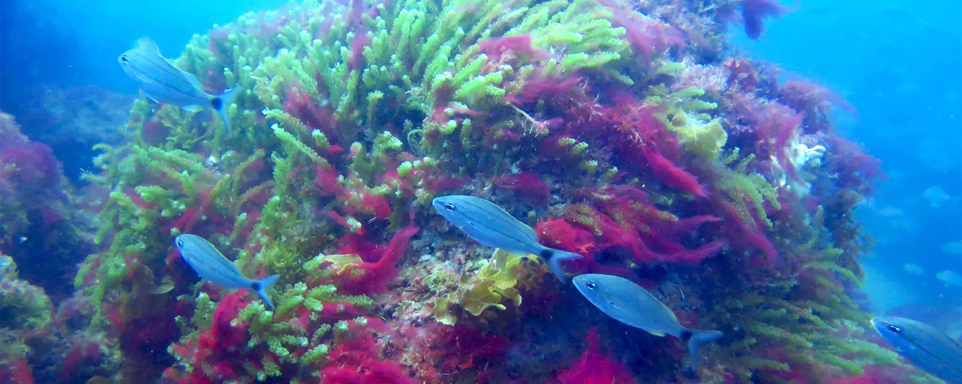 Fish swimming on a coral reef