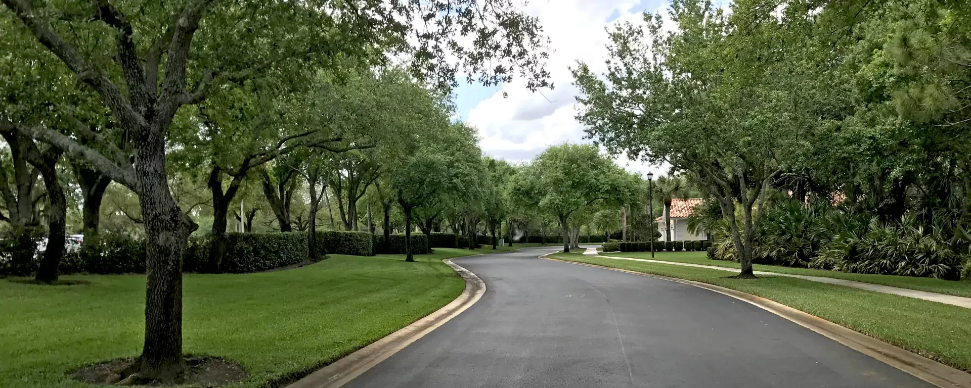 Trees along a road in a residential community