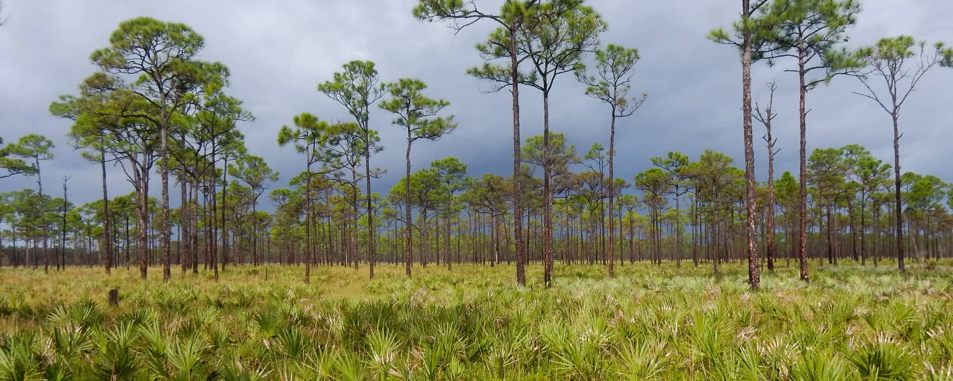 Martin County Environmental Applications, pine trees and palmettos with county seal