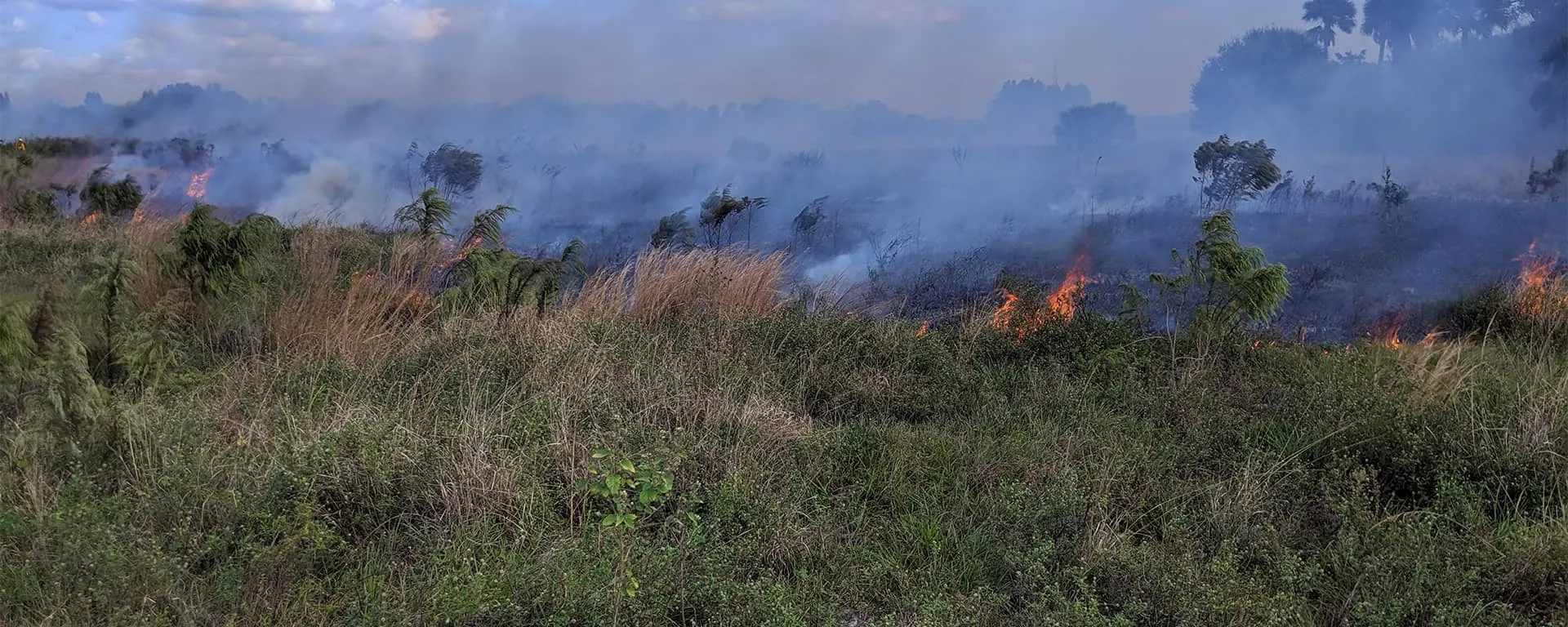 Controlled prescribed burn in a natural area in Martin County to promote ecosystem health and reduce wildfire risk.
