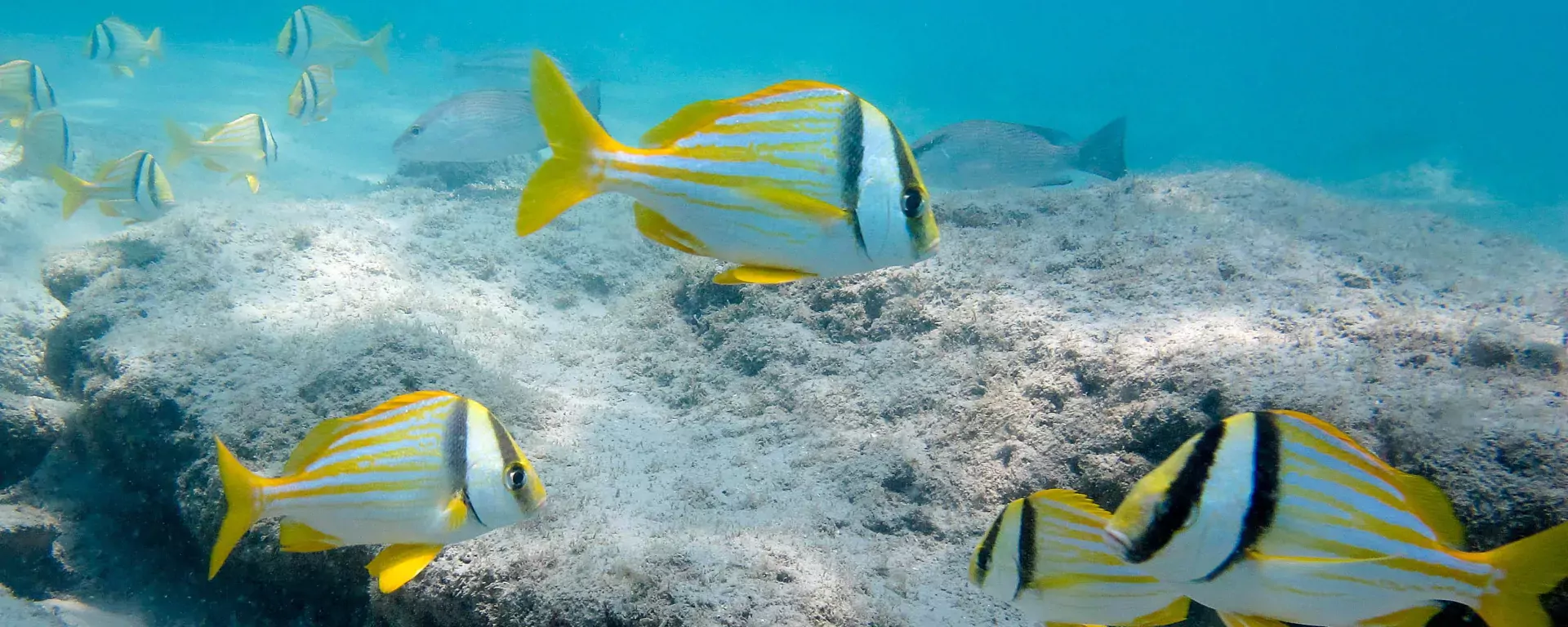Fish inhabiting a coral reef