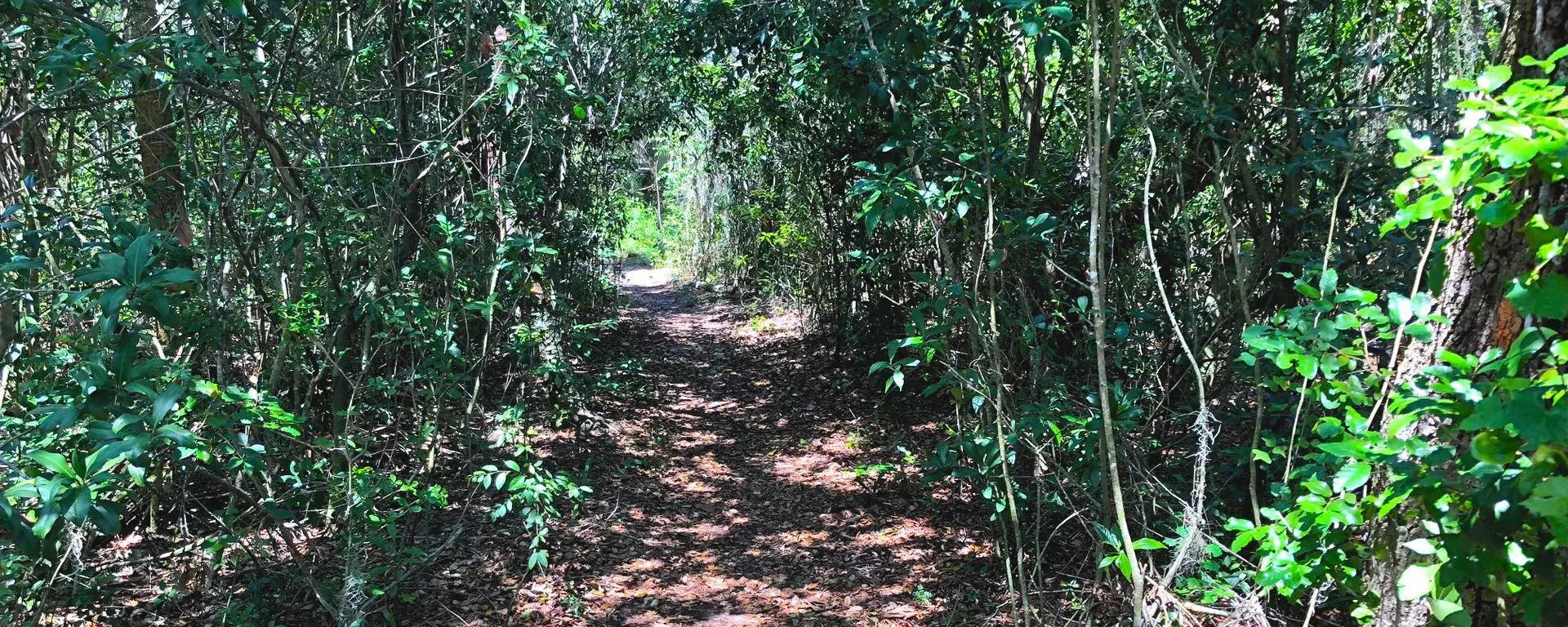 A trail at Maggy's Hammock Park