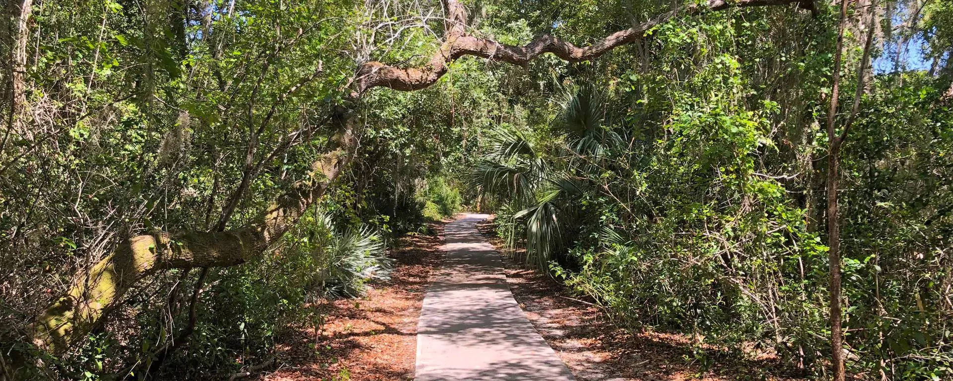 A trail in Maggy's Hammock Park