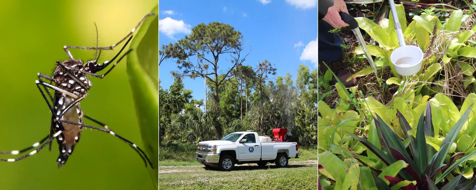 Aedes Aegypti and a Martin County Mosquito Control truck