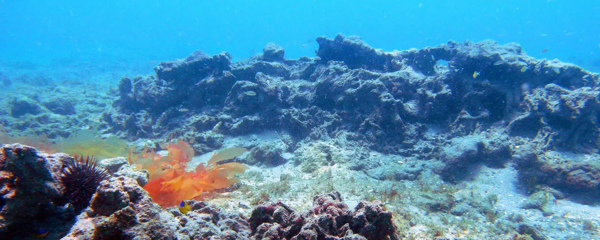 Coral Reefs Martin County Florida - Natural Reef 2 .webp