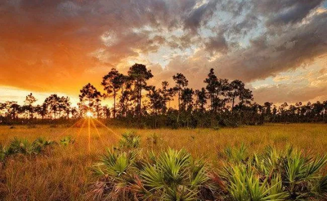 A sunset through a scrub pine forest