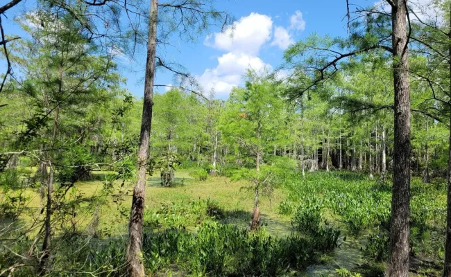 Natural scrub and pine habitat