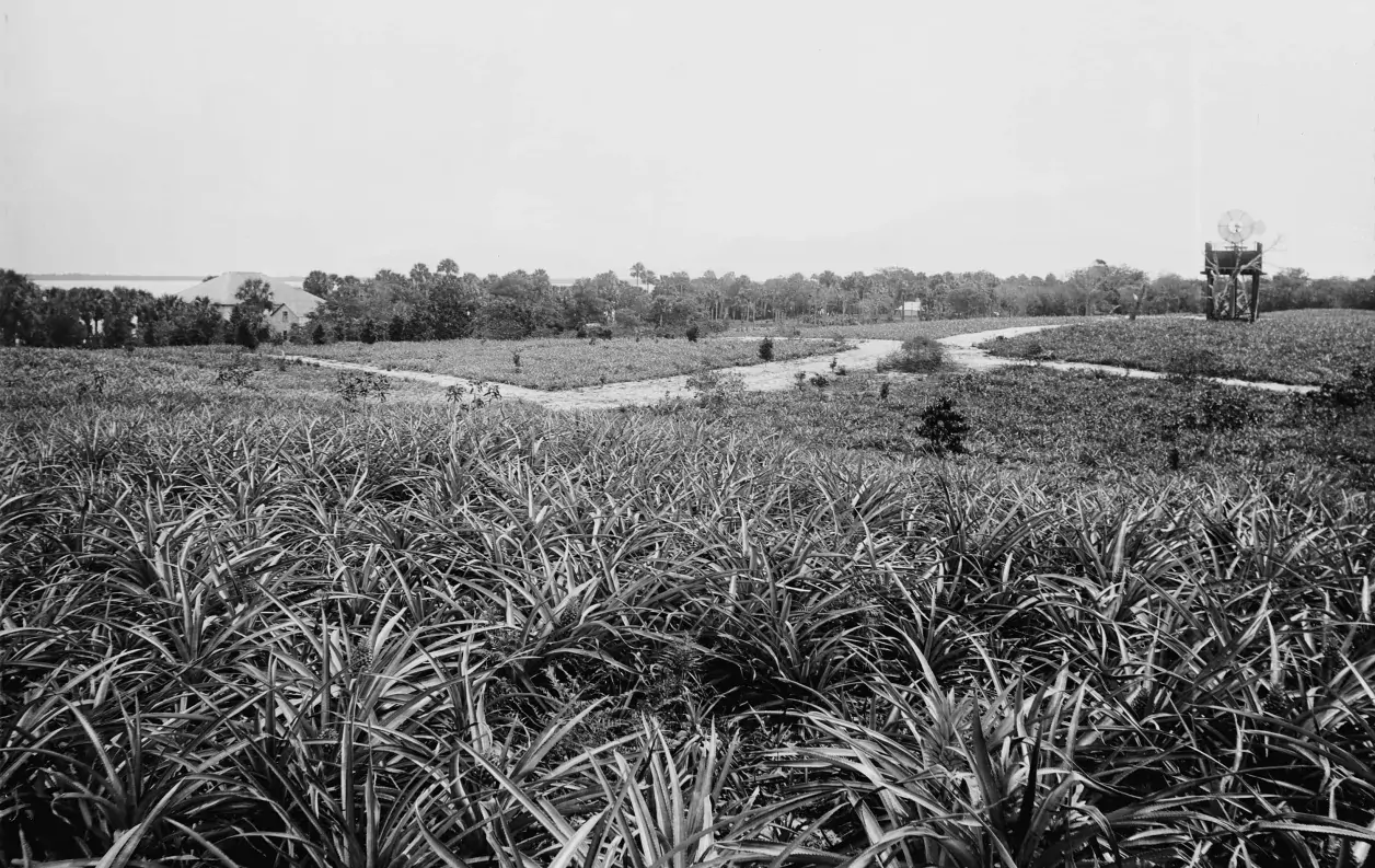 Pineapples at Eden, c. 1880-1897