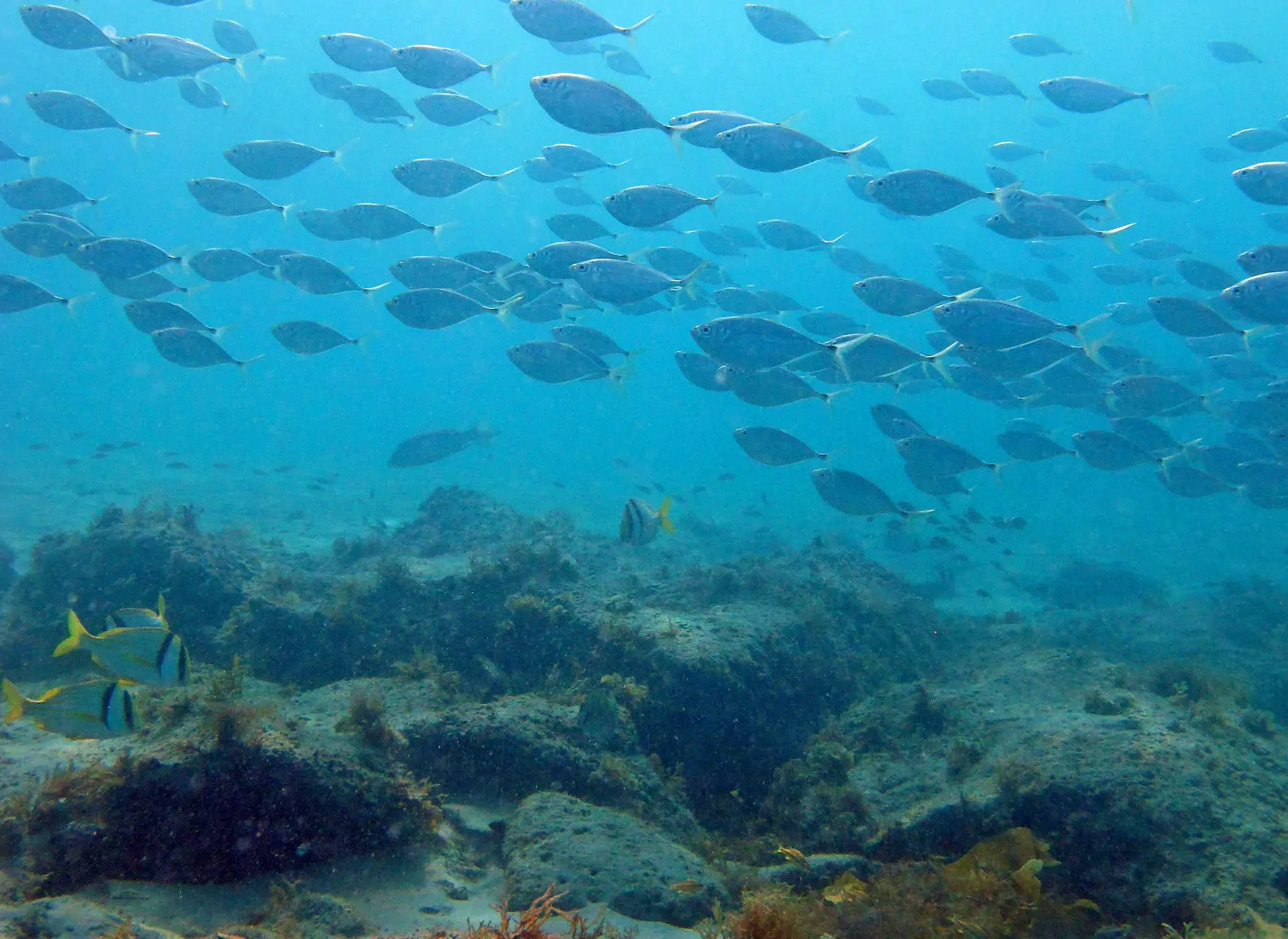 A school of fish swimming above a coral reef