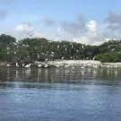 Birds congregating on bird island 