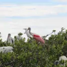 a bird on bird island 